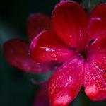 udayveer123